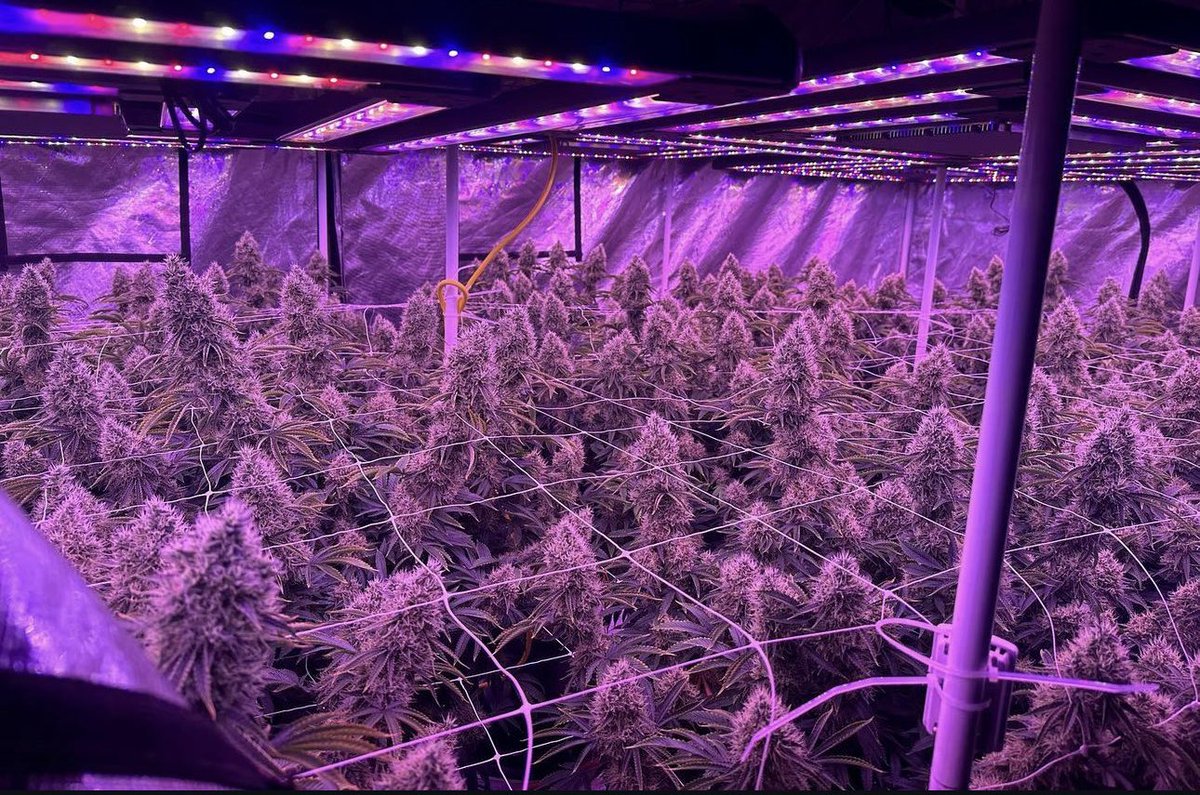 Introducing Soultonix on X! We’re a Montana-based cannabis company dedicated to true small-batch craft cannabis, single-source extracts, and quality edibles. Proudly holding Bozeman’s first dispensary license in 2008, we’ve since evolved into a premium wholesale cannabis brand