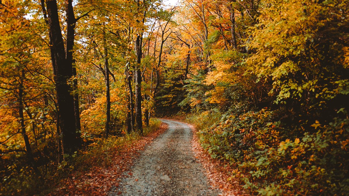 Appalachian gold 🍂
