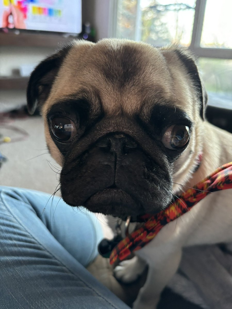 Vet decided to try and wean Bucky off of his steroid to see if he was over his issues yet. He had an accident in the house and has squishy poops every day he isn’t taking it. So we’re back to him just staying on it for now.