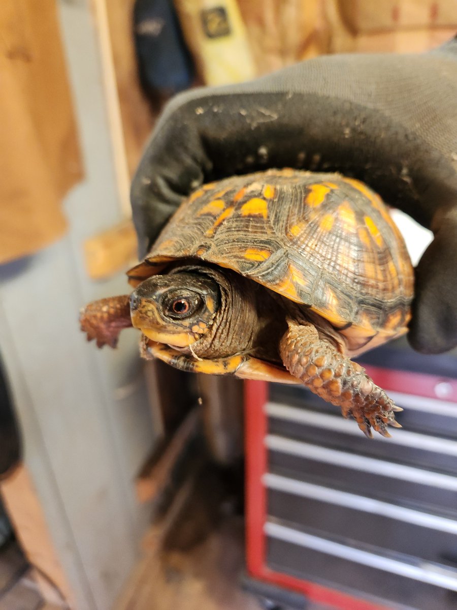 Your Weird Dad tweet media