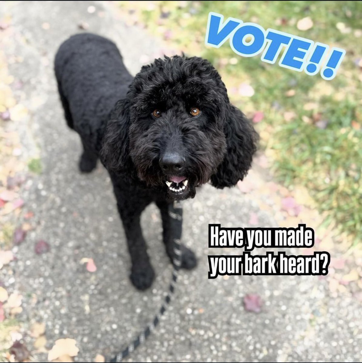 Ziggy says… #VoteKamala