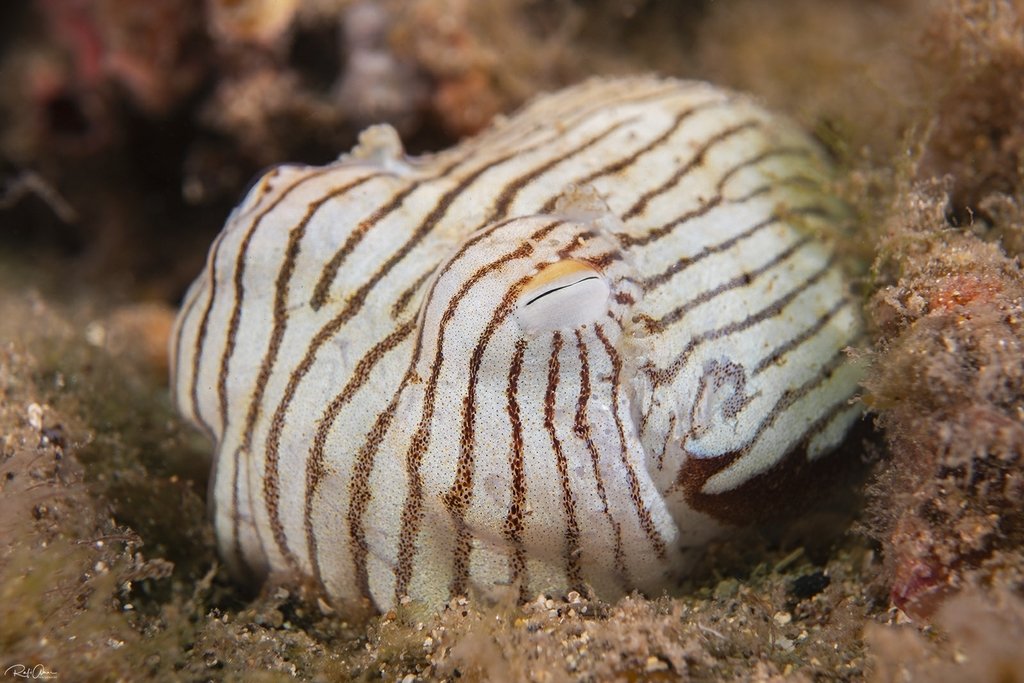 Today I found out that Striped Pyjama Bottletail Squids (Sepioloidea lineolata) have these little tendrils on their mantle opening. They sorta look like eyelashes.

I don't know how I didn't notice them before, but now its super obvious.