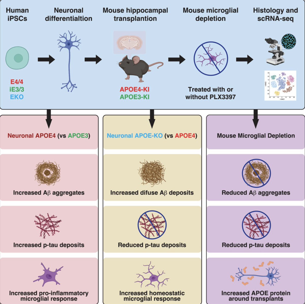 Using chimeric mouse model w/ iPSC-derived neurons, <a href="/antara_rao/">Antara Rao</a>, Yadong Huang, et al. examine effects of APOE4 &amp; microglial depletion on #Alzheimers pathogenesis. They demonstrate how neuronal #APOE4 &amp; #Microglia promote Aβ/tau pathology. <a href="/CellCellPress/">Cell</a> sciencedirect.com/science/articl…