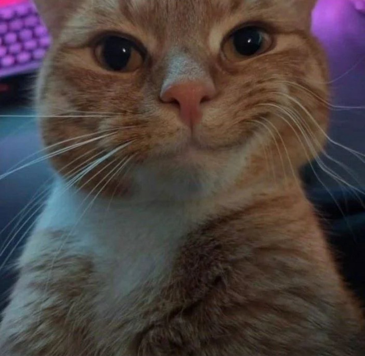 PunchingCat's tweet photo. 😼 https://t.co/aswFXY5P9N