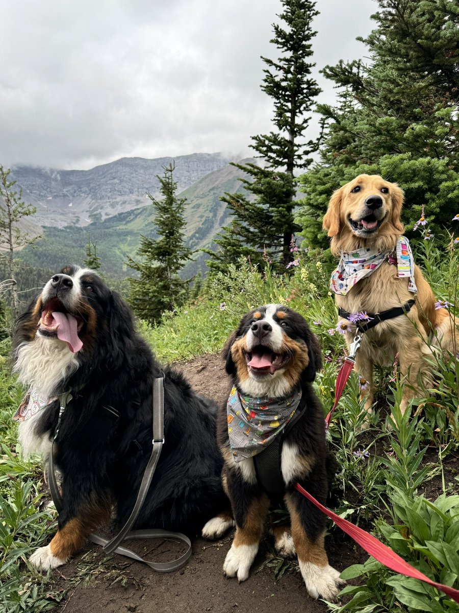 Bunsen, Beaker, Bernoulli & Brix tweet media