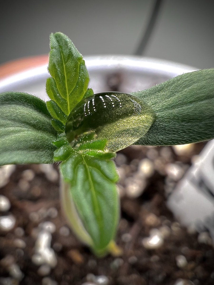 Freegrow8 (@freegrow8) on Twitter photo 