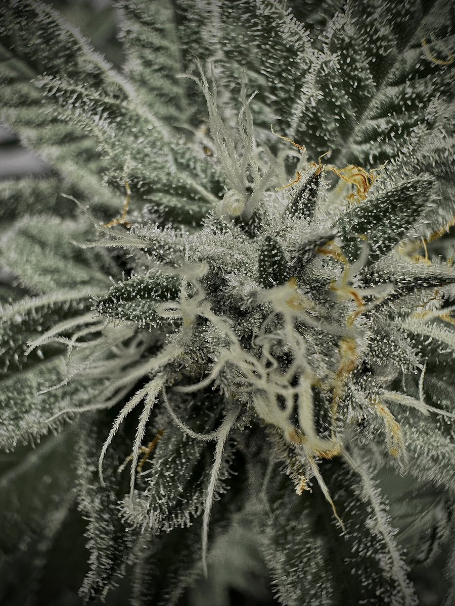 Love these shots with the oranges hairs