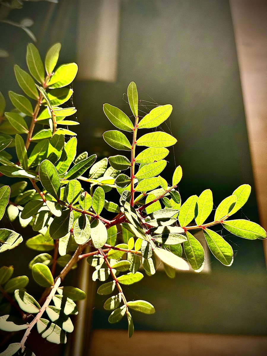 masticlife's tweet photo. #Masticha v podzimním slunci ☀️🌿 https://t.co/AFRz8mOzb3