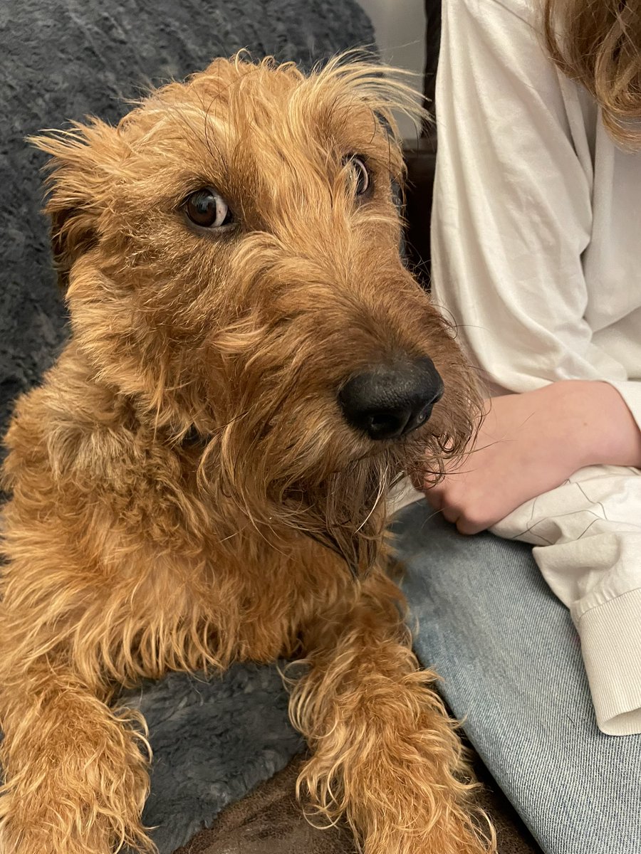 Lisa Webb tweet media