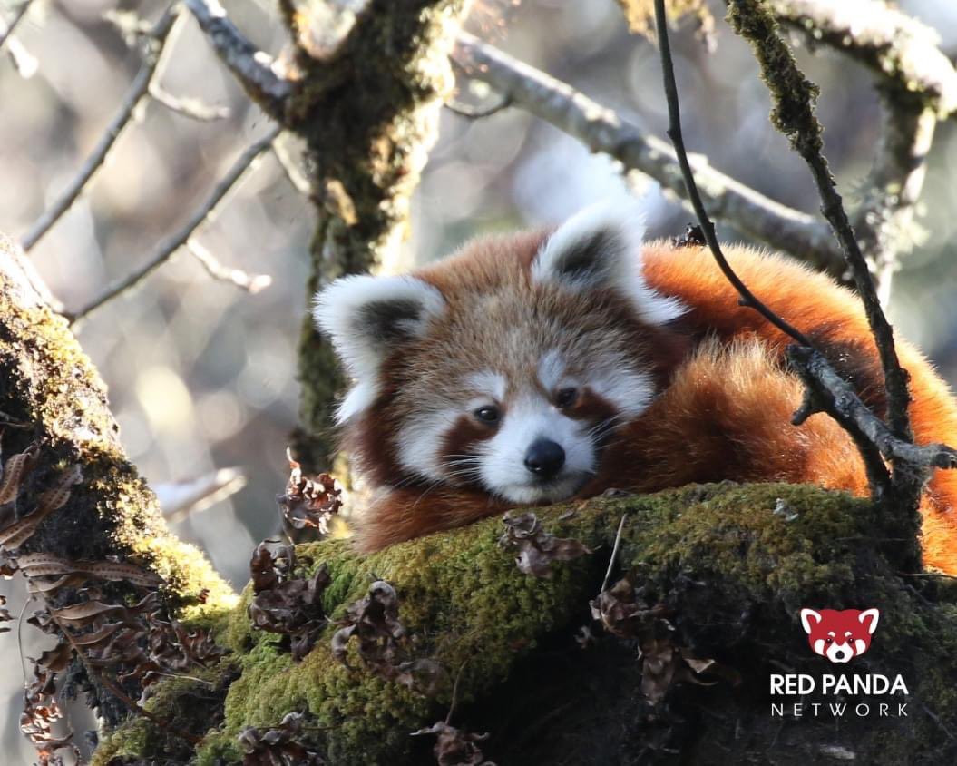 Red Panda Network tweet media