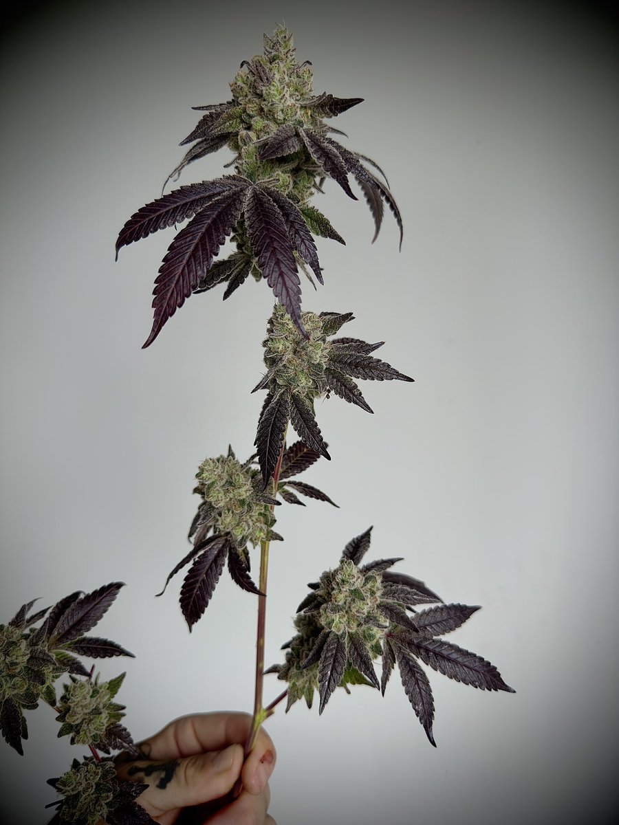 Gorilla paw
(GG4 X Meat breath)

Seeds by 808 genetics