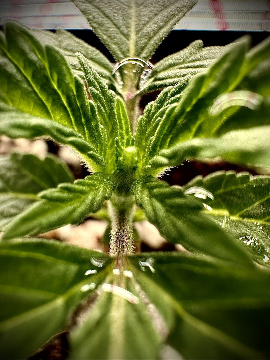 Freegrow8 (@freegrow8) on Twitter photo 