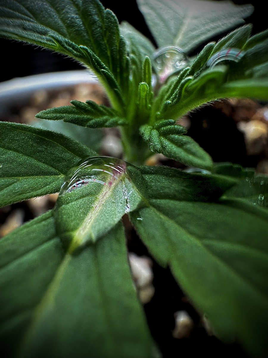 freegrow8's tweet photo. https://t.co/HaJfrLg0wT
