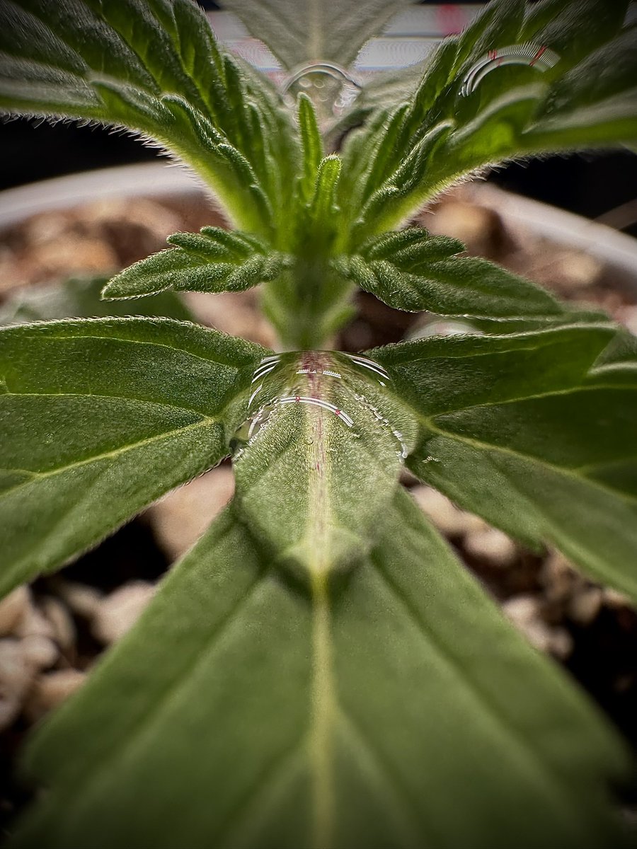 freegrow8's tweet photo. https://t.co/HaJfrLg0wT