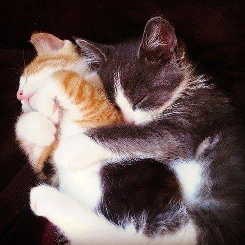 Kitty archives ♡ (@puppierz) on Twitter photo 