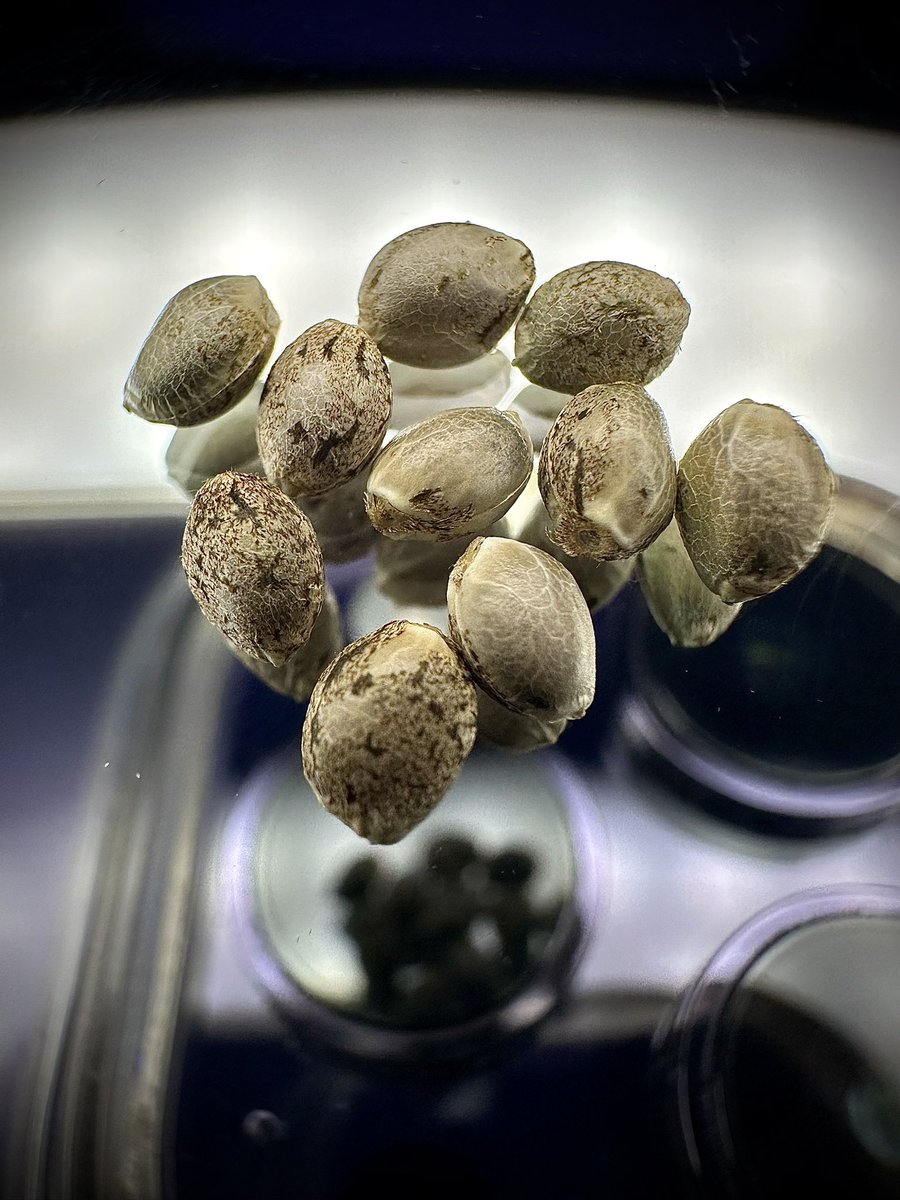 Merlin’s Haze
 A friend sent me these of his he made to grow..

Thanks zig