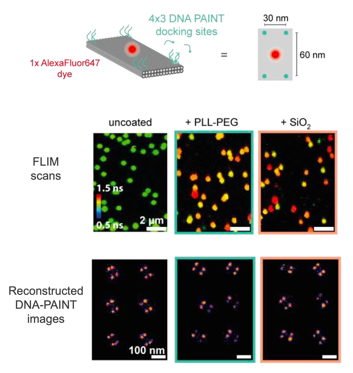 To showcase the potential for correlative studies, we also combine the sensor with DNA-PAINT superresolution imaging to simultaneously probe coating, structural integrity, as well as preserved addressability of DNA nanostructures