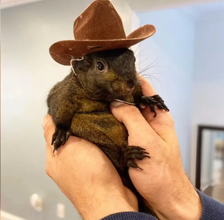 This is Peanut. 🐿️

His story is breaking everyone’s hearts.

US Government ended this little squirrel’s life for no reason.

Here’s the full story behind this tragedy 🧵👇