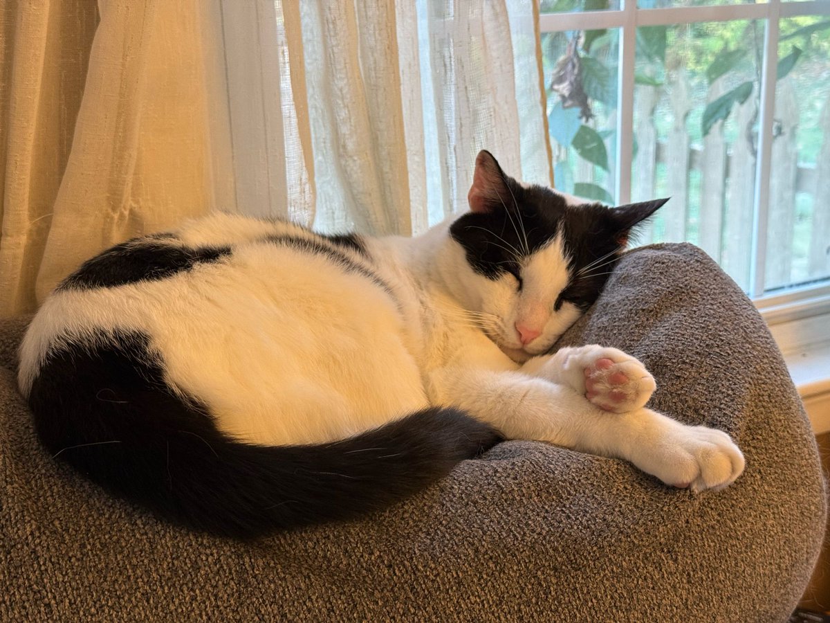 Caught this sleepy boy on the edge of the couch yesterday. He used to love this spot but been awhile since he took his afternoon nap there