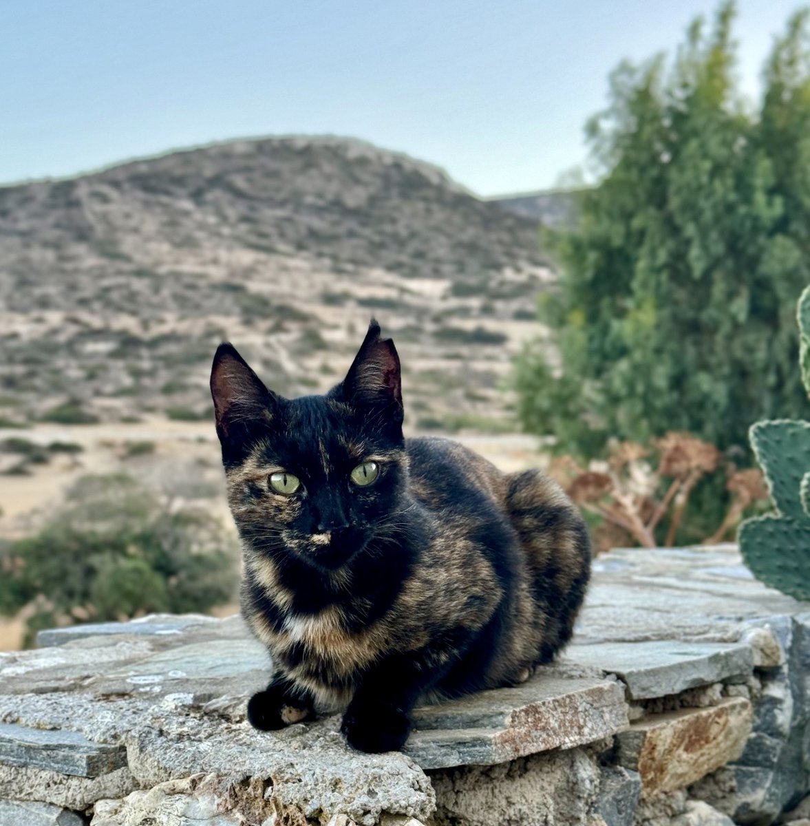 CatsofIraklia's tweet photo. Say hello to lovely Luna, a beautiful spayed female pictured looking out over this tiny Greek island from a favourite spot in the hilltop village cat colony.
You can help the #cats by making a small donation to fund vital medicines, neutering &amp; food. Purr!
https://t.co/eBupPyhtpP https://t.co/VC3haeT51A