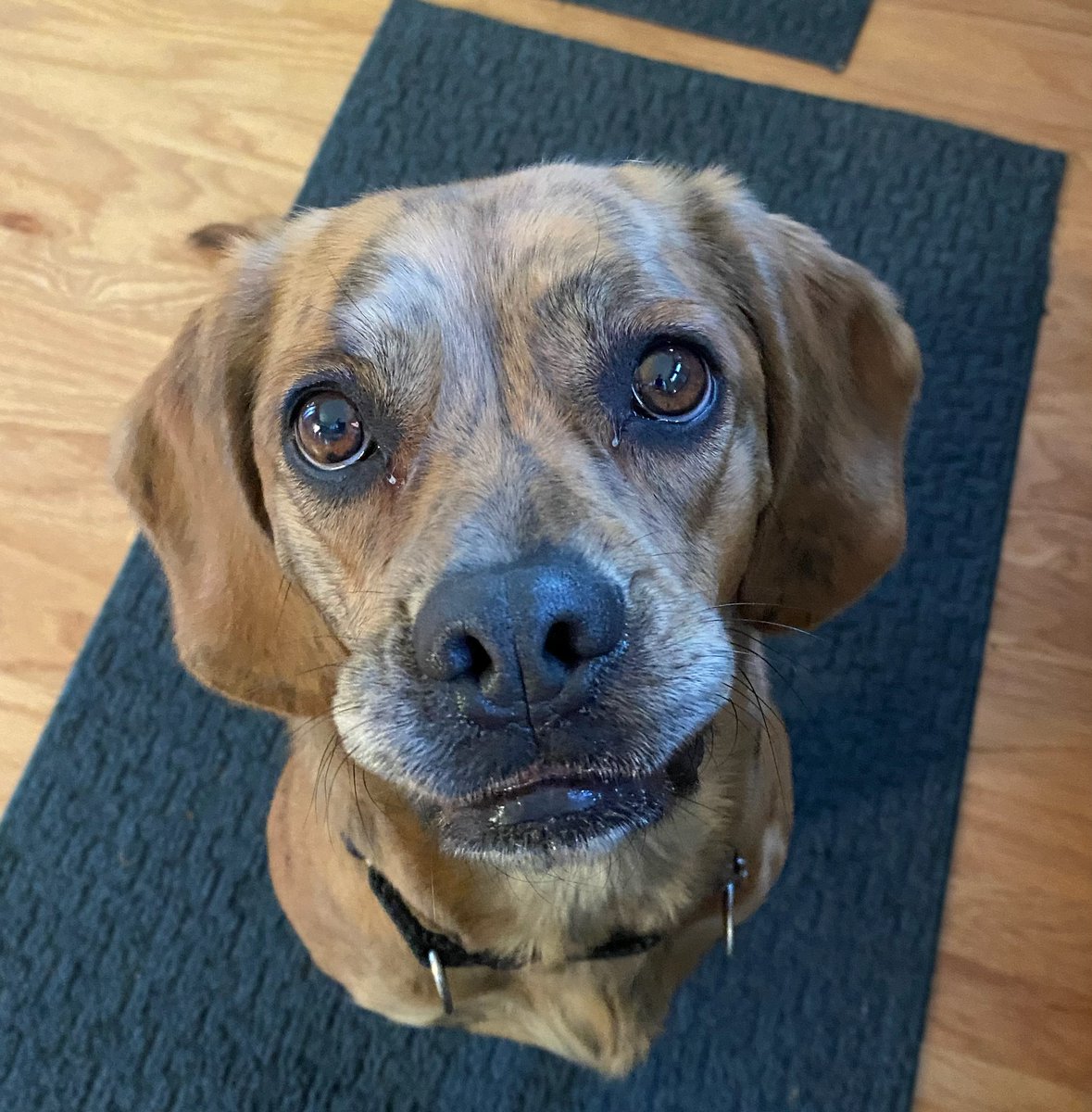 2018_human's tweet photo. @thehappydog_ Blue says 
HAPPY BIRTHDAY! https://t.co/KBe6ekXtHr