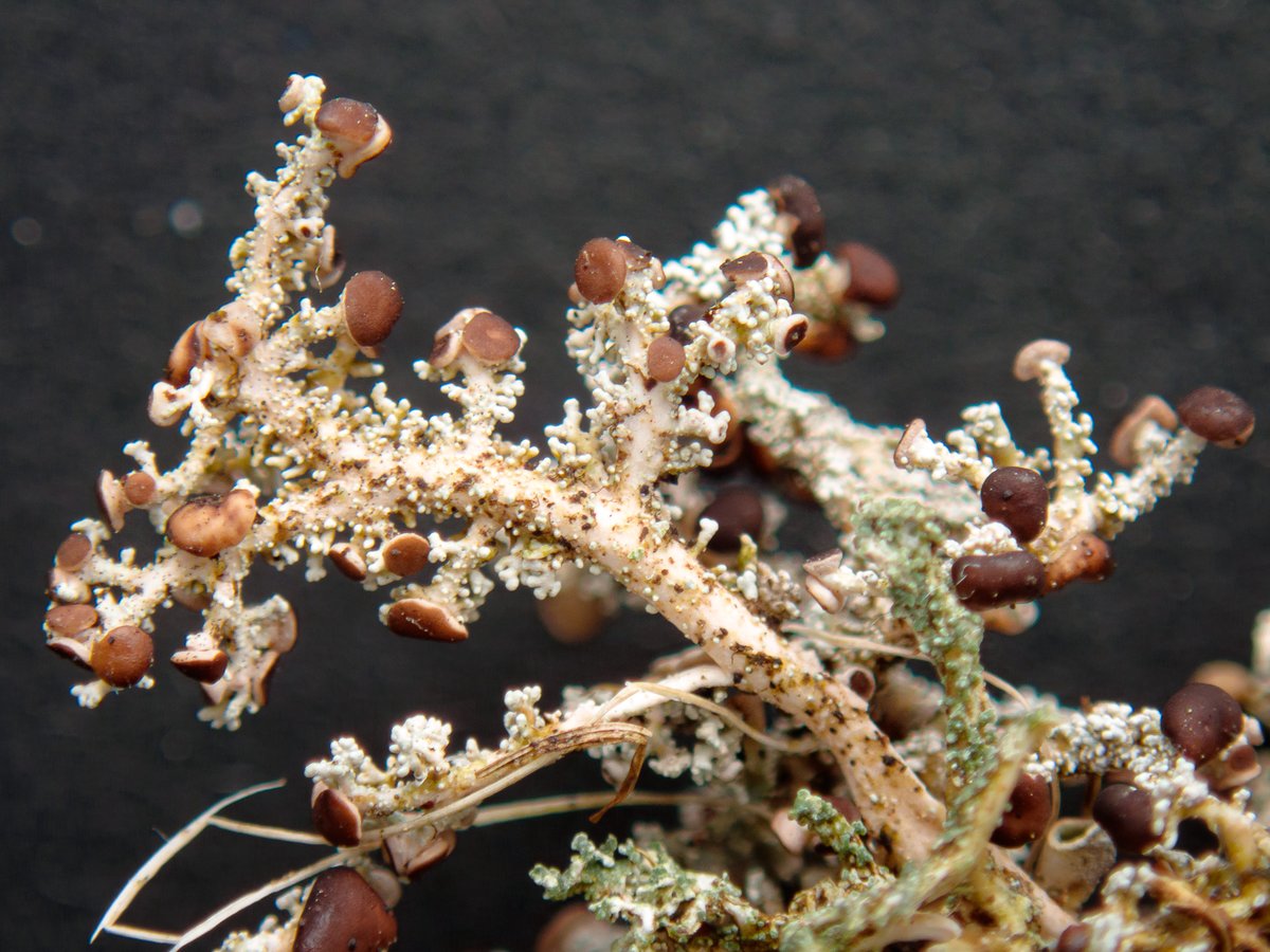 Anthony Speca tweet media