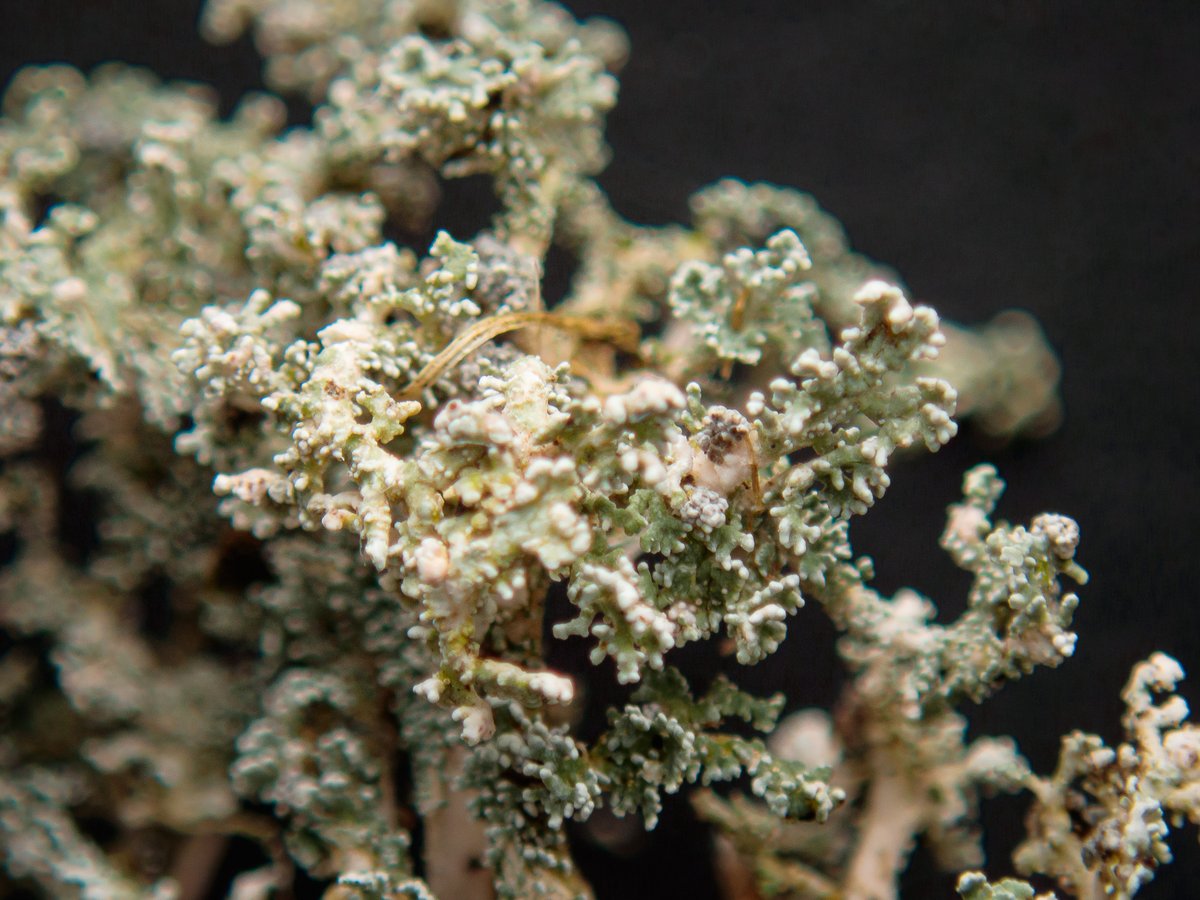 Anthony Speca tweet media