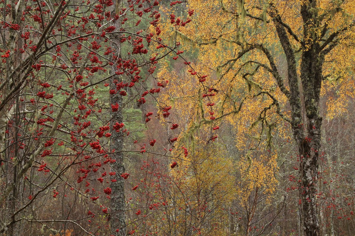 Alan Watson Featherstone tweet media