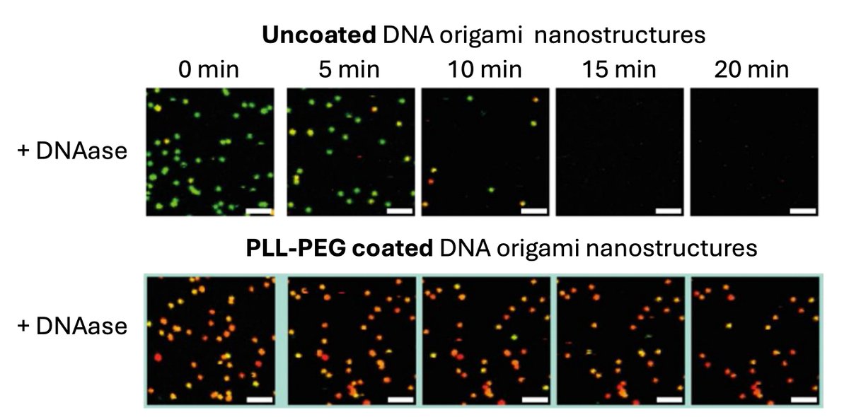 Using an environment-senstive dye we non-invasivelly probe the coating of DNA origami nanostructures by either cationic polymer or silica, study the kinetics and reversibility of the coating processes, as well as the stability of coated structures under degrading conditions
