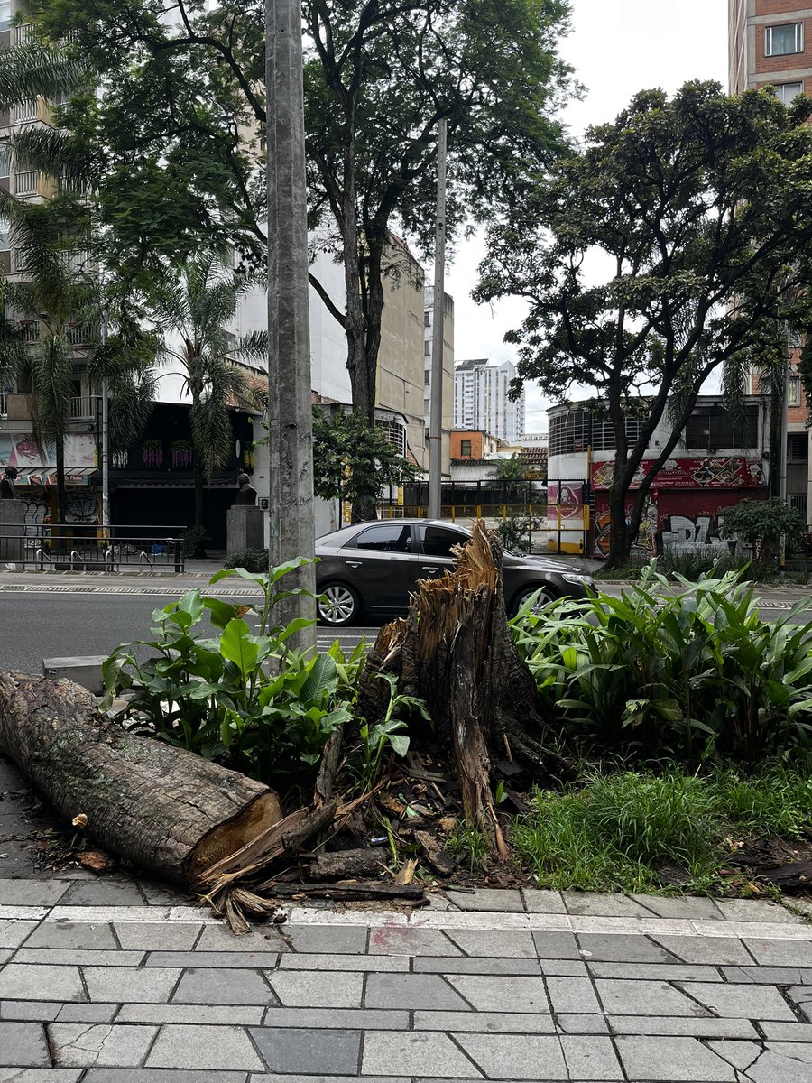 Qué raro y que coincidencia <a href="/AlcaldiadeMed/">Alcaldía de Medellín</a> <a href="/Areametropol/">Área Metropolitana del Valle de Aburrá</a> que donde había un árbol bueno ahora este un poste para los alumbrados