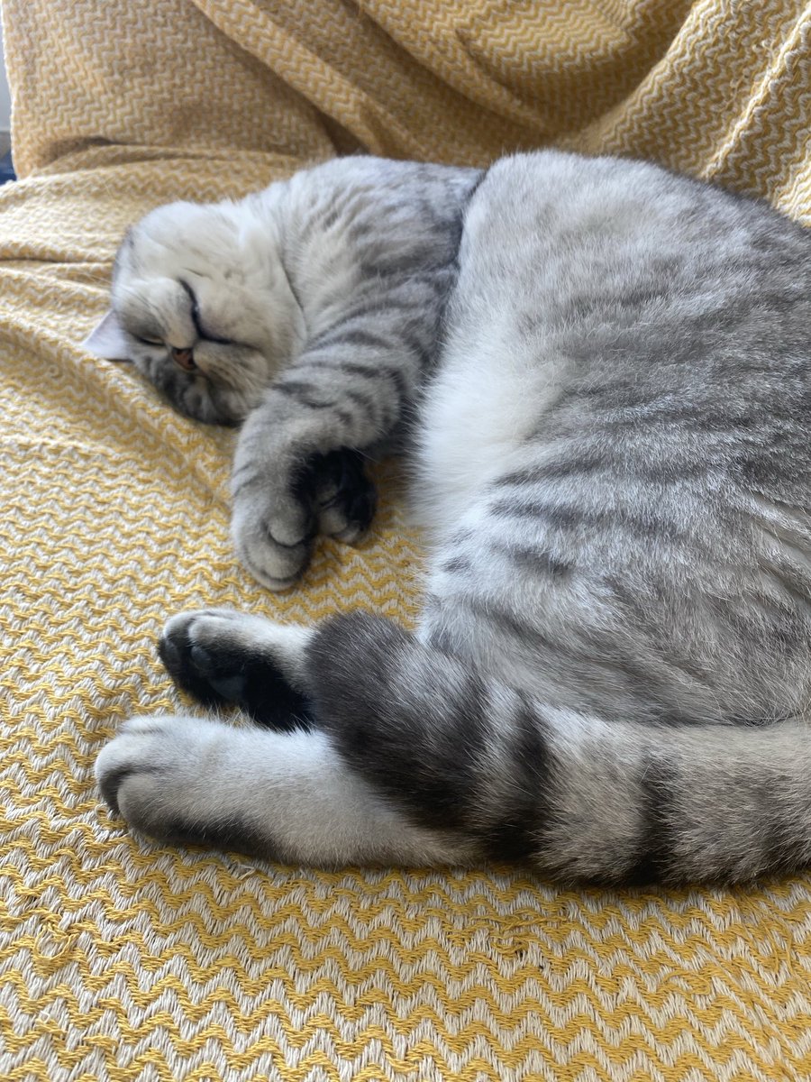 לילה טוב 😍🥰😻❤️🐈
