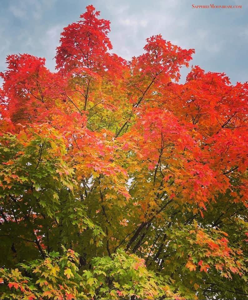 Sapphire Moonbeam tweet media