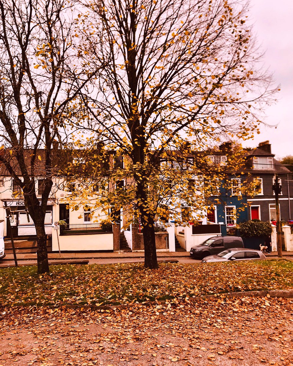 SineadBarry77's tweet photo. Yesterday 🍁🍂🍁🍂 #yesterday #autumn #autumnvibes🍁 #november #leaves🍁 #fall #leaves #treephotography #tree ##treeporn #dillonscross #cork #iphone #filter @corkbeo @CravingCork @pure_cork @yaycork @CorkDaily @LovingCork https://t.co/aYS3yUaEa3