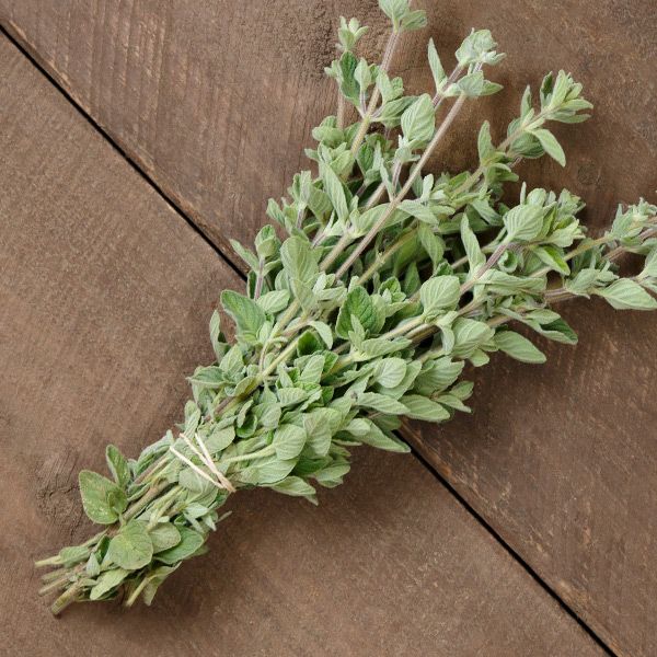 🌱🌱  𝐙𝐀'𝐀𝐓𝐀𝐑 🌱🌱

✨️NEW✨️ in our 2025 catalog! Used for centuries in the Middle East as a culinary and medicinal herb, Za'atar has a sharp oregano aroma and flavor.

Head to our website to learn more! bit.ly/40stTyW