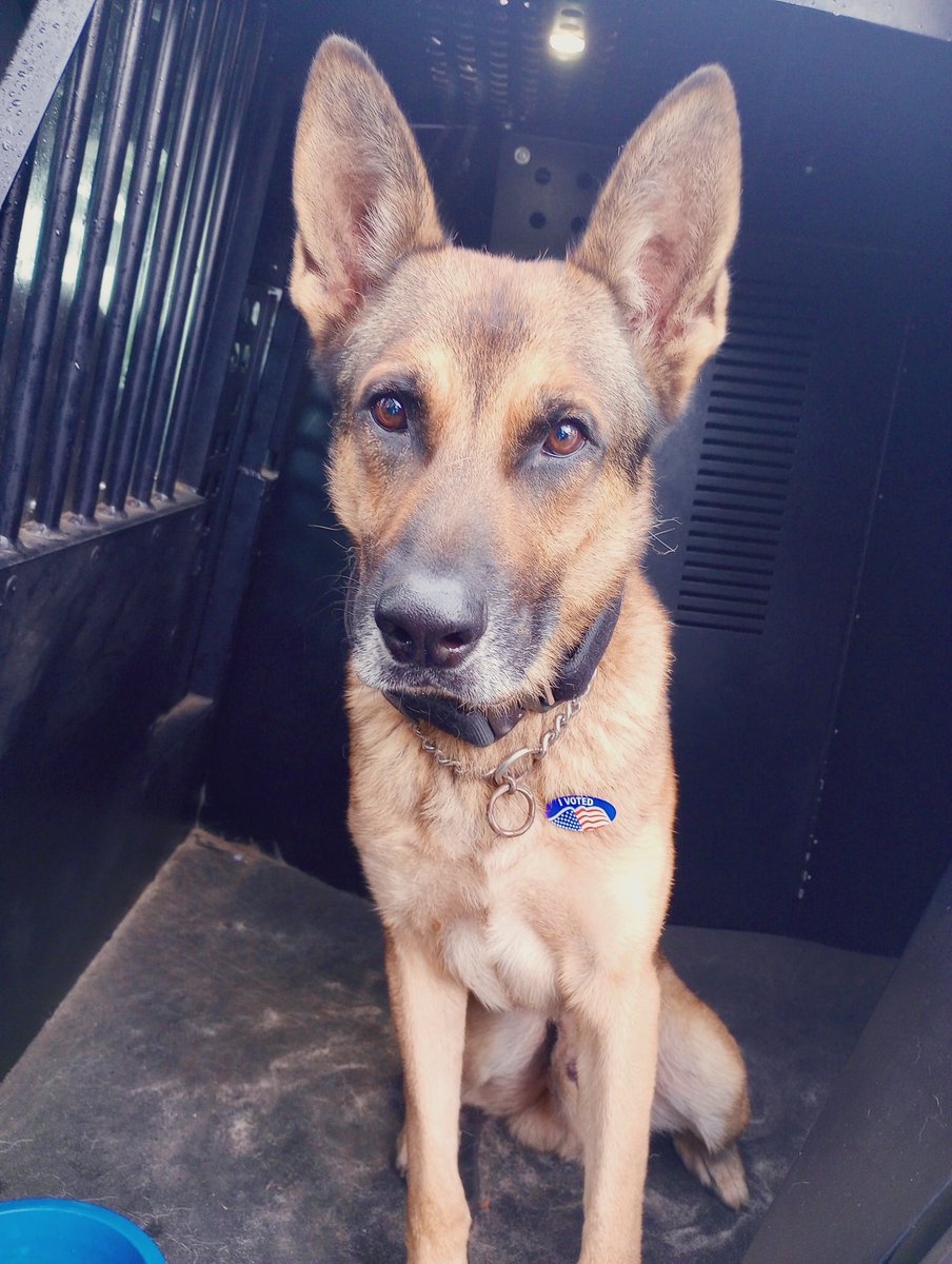 PolkCoSheriff's tweet photo. Albi voted βyesβ on Amendment Woof for more treats for K9s!
#polksheriff #GOVOTE2024 https://t.co/udLeoNQOkf