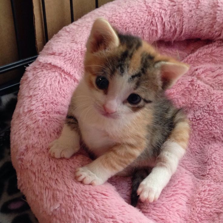 Catsillyness's tweet photo. She sit https://t.co/oAqTCxj6u3