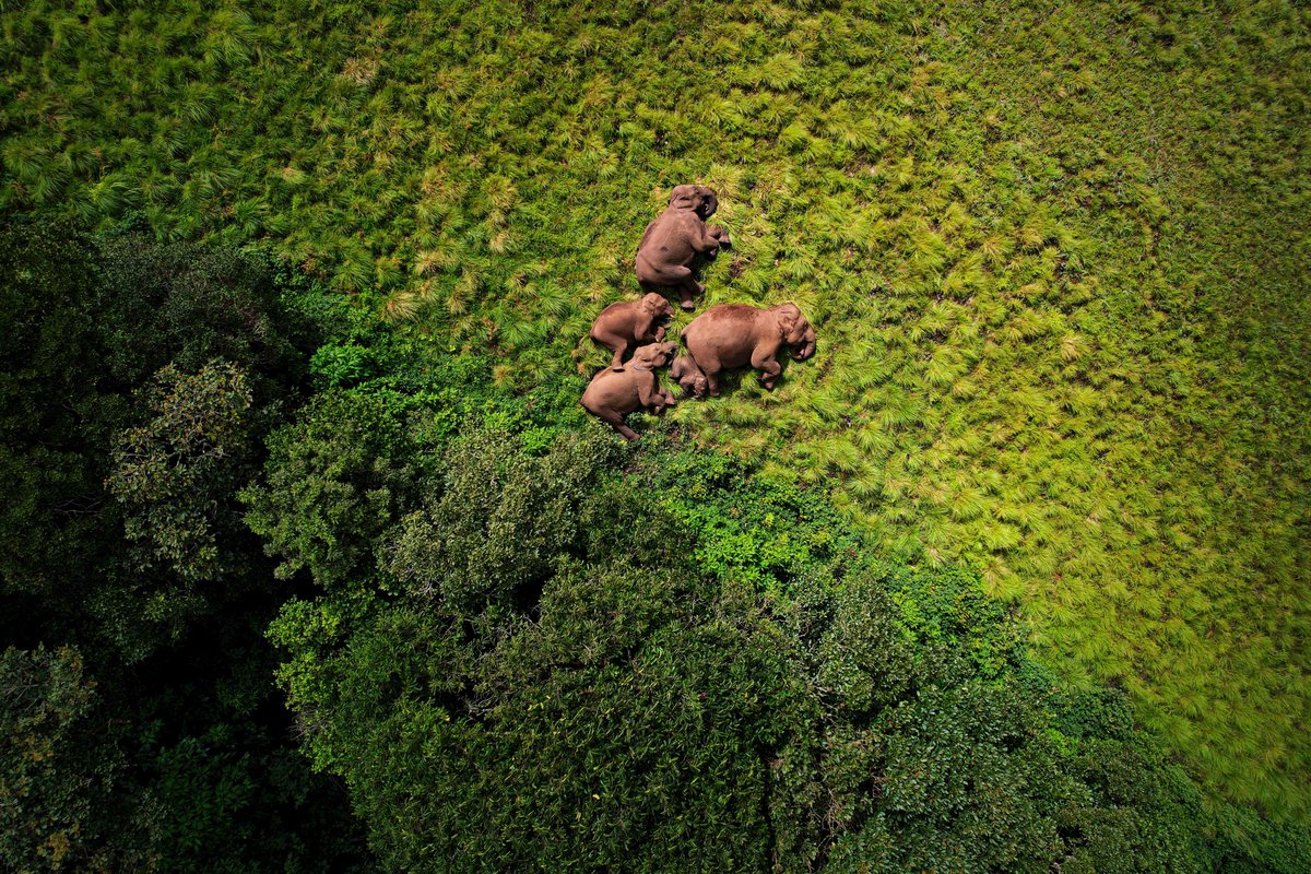 This napping herd of Indian elephants looks relaxed &amp; peaceful, but everything from their touch-connected posture to their location near forest cover is carefully orchestrated to stay protected from danger while they rest. 📷 by ’24 People’s Choice Finalist Pravin Shanmughanandam