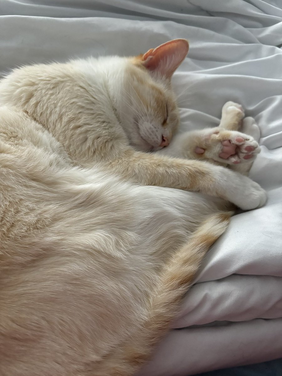circus_nurse's tweet photo. @OneNerdyOpinion Dobby kept me company this morning and tried very hard to eat all my anxiety with his adorableness. https://t.co/x7dqlwZO6c