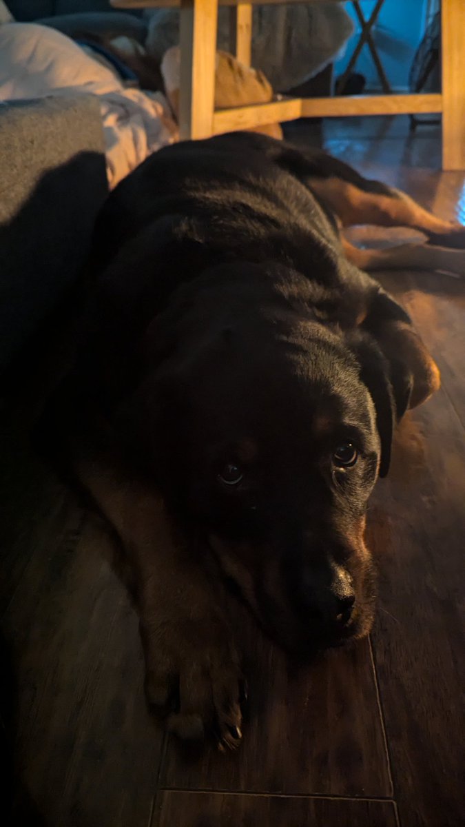 Had to say goodbye to my baby today. I'm going to miss you so much Ruby. Thanks to everyone who's reached out and given support over the last while it means a lot.
Give your critters an extra pet for her