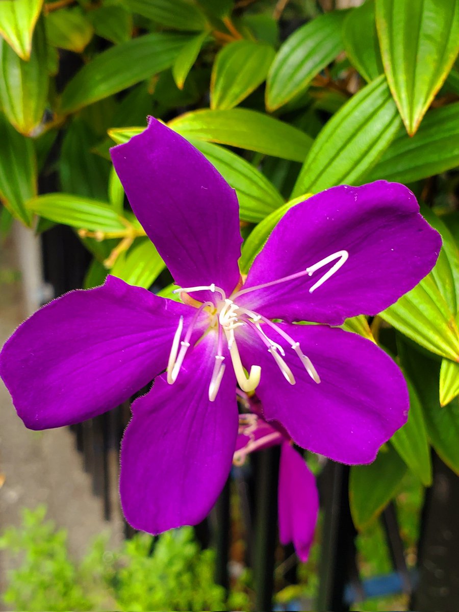 おはようございます😊
#お花のある暮らし