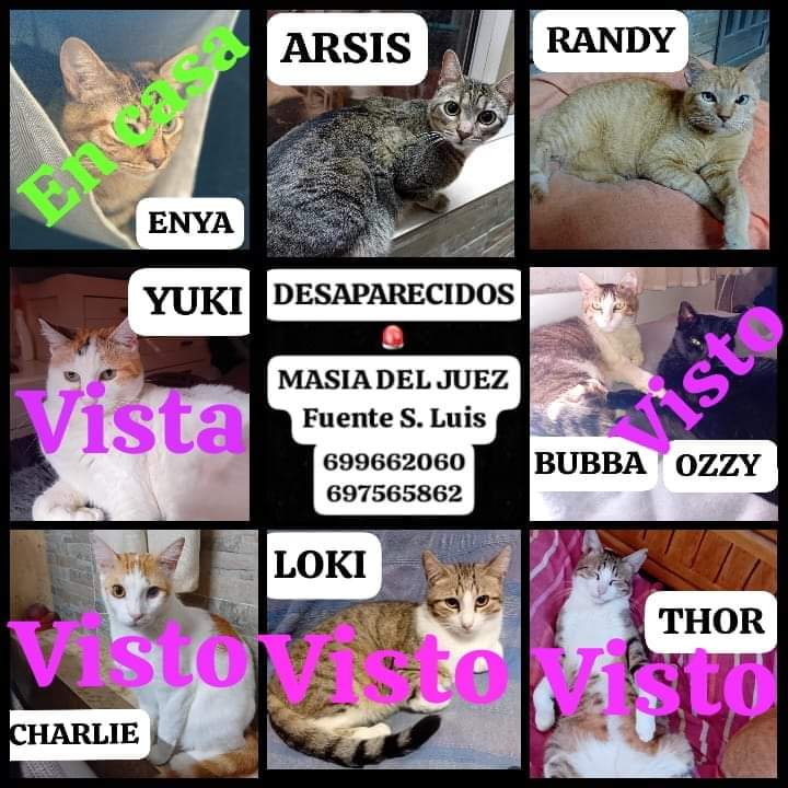 #SE_BUSCAN. #PERDIDOS/#EXTRAVIADOS/#DESAPARECIDOS EN #TORRENT, #VALENCIA, ZONA MASÍA DEL JUEZ/FUENTE SAN LUIS, TRAS SER, LITERALMENTE ARRASADA UNA VIVIENDA.
SU FAMILIA LOS BUSCA DESESPERADAMENTE. 🙏
ALGUNOS DE ELLOS HAN SIDO VISTOS Y UNO YA HA SIDO RESCATADO.

Si tienes...