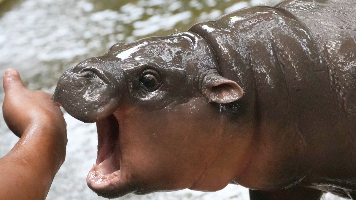 Viral hippo Moo Deng makes US presidential prediction 

Follow along for live updates: trib.al/BK87NEN