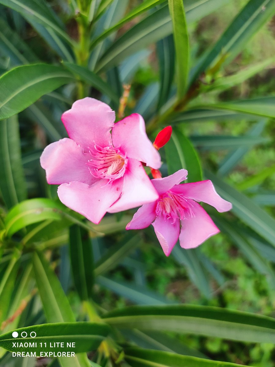 dream_explore13's tweet photo. #PinkTwitter
Quote Yours..

#DreamShots #XiaomiPhotography #ShotonSnapdragon https://t.co/e0JdIpjZDX