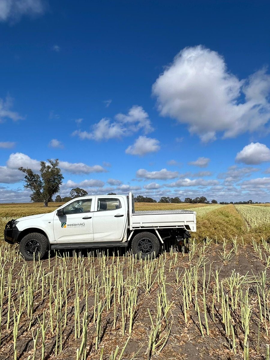 Check out these impressive canola crops thriving after just 5-7 inches of growing season rainfall! 🌾 

This is a true testament to growers' dedication to moisture conservation in low-rainfall areas.