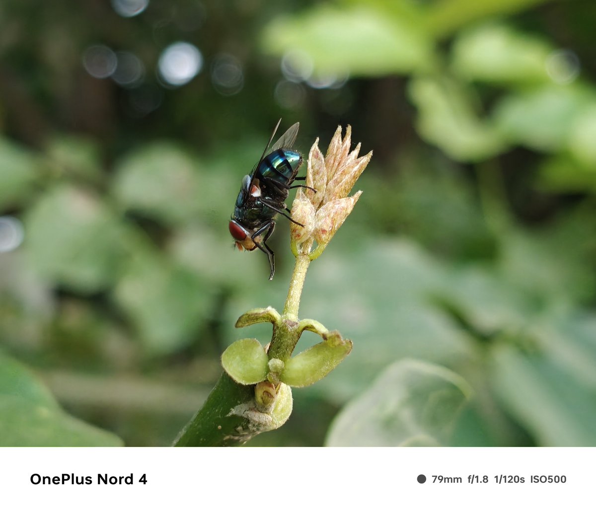 Siva_Bharani's tweet image. Shot on #OnePlusNord4
#NoEdit
3x shot
#macrophotography