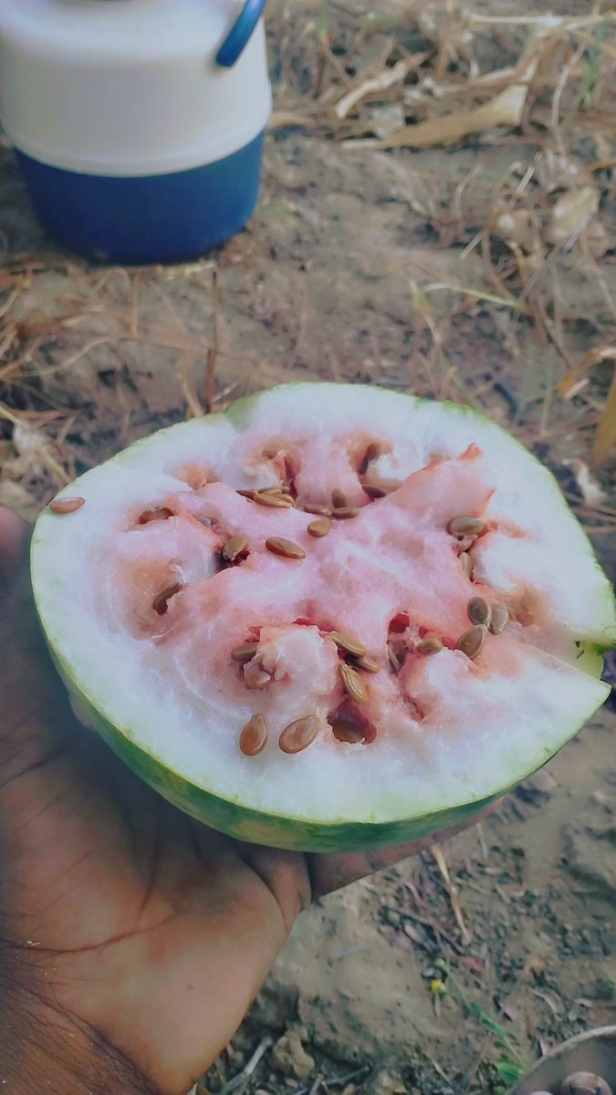 सुप्रभात दोस्तों ☀️ 
#मारवाड़ी
#matira 
#राजस्थानी
