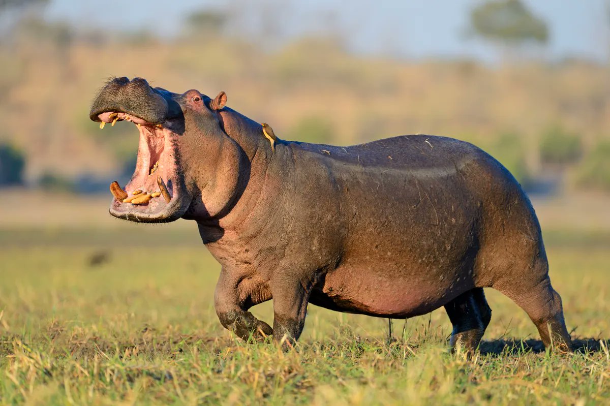 A chilling new horror film, HUNGRY, featuring a deadly hippo, is currently in production.

The film follows centers on a group of holidaymakers who must fight for their lives against a rampaging hippo on the loose after becoming lost in the Louisiana swamplands.  

(Via:<a href="/Variety/">Variety</a>)