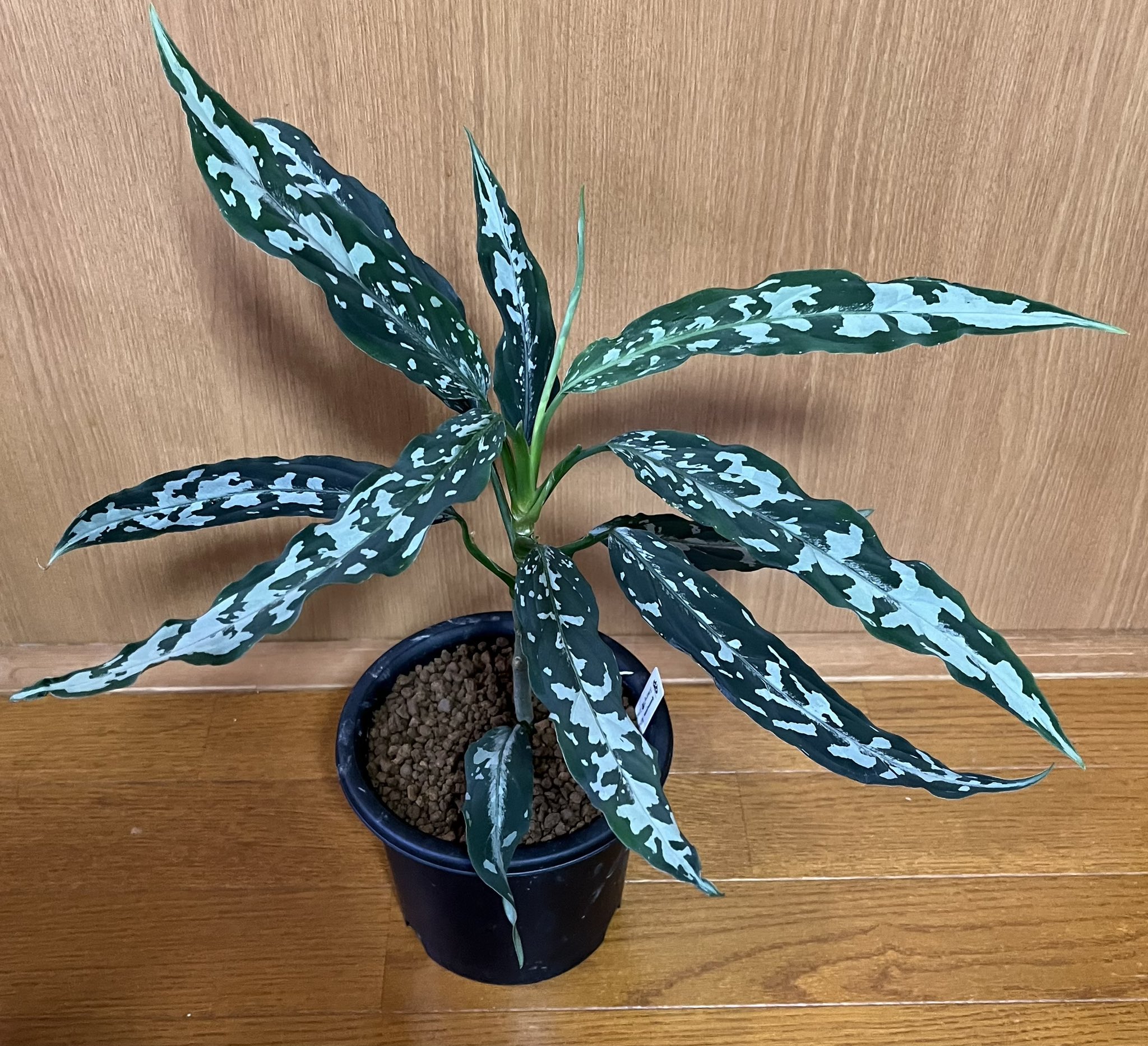 A雷切 Aglaonema pictum LA0914-3ss （アグラオネマ ピクタム A