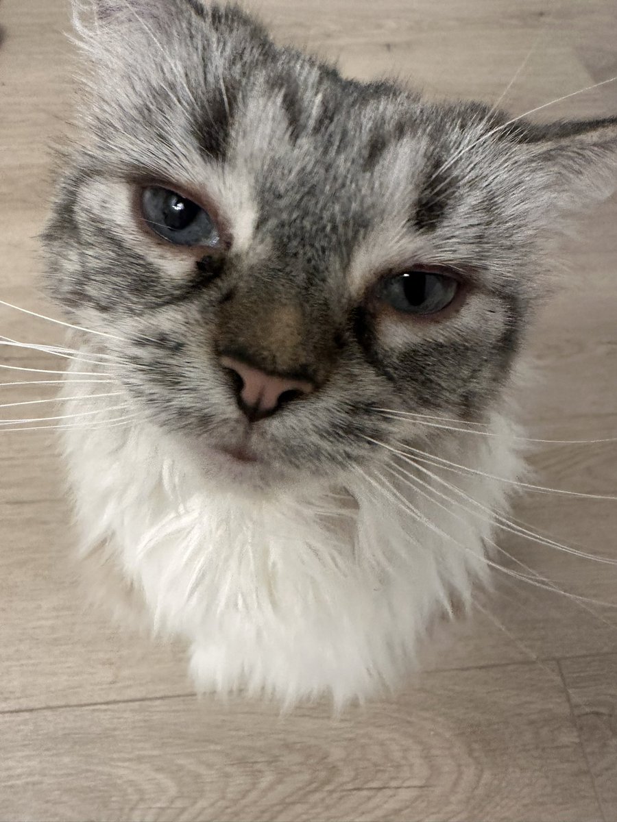 thiccmethod's tweet image. Hey you, yeah you. Thicc is live on twitch &amp;amp; tiktok. What are you waiting for? Twitch.tv/thiccmethod