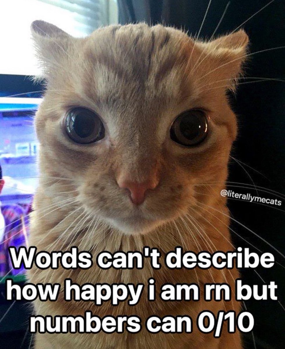 LiterallyMeCats (@literallymecats) on Twitter photo 